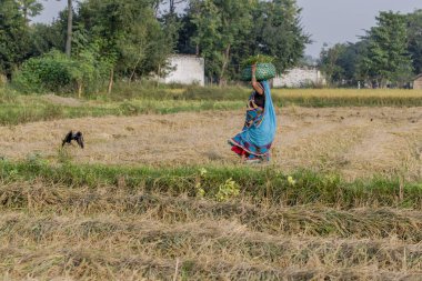 RAXAUL, INDIA: Raxaul, Bihar State, Hindistan 'da tanımlanamayan Hintli kadın, Kasım 2013