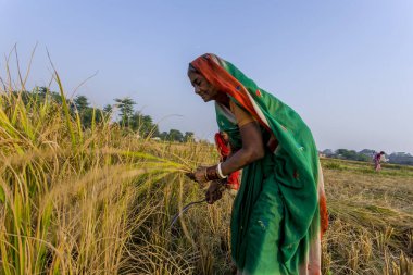 RAXAUL, INDIA: Raxaul, Bihar State, Hindistan 'da tanımlanamayan Hintli kadın, Kasım 2013