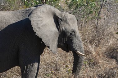 Kruger Ulusal Parkı 'ndaki Afrika fili ve Güney Afrika' daki en büyük oyun rezervlerinden biri..