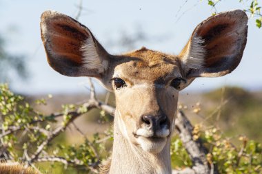 Güney Afrika Kruger Ulusal Parkı 'nda İmpala Antilopları