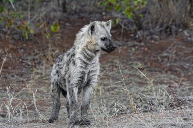 Kruger Ulusal Parkı, Güney Afrika 'da sırtlan görüldü.