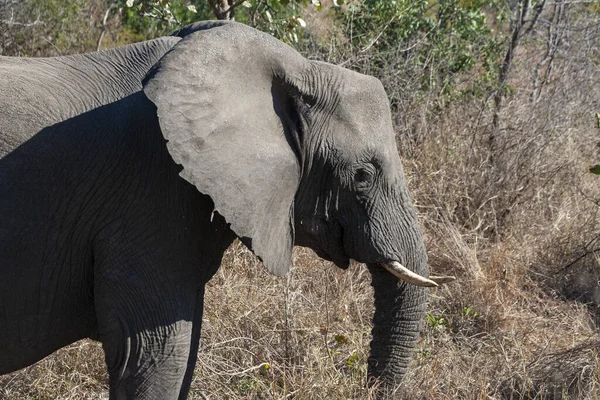 Słoń Afrykański Parku Narodowym Kruger Jeden Największych Rezerwatów Dziczyzny Rpa — Zdjęcie stockowe