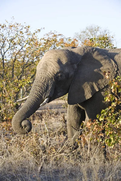 Kruger Ulusal Parkı Ndaki Afrika Fili Güney Afrika Daki Büyük — Stok fotoğraf