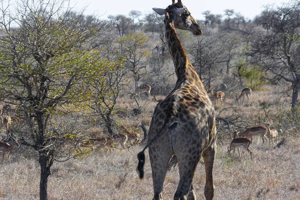 南アフリカのクルーガー国立公園にあるキリン 世界最大の野生動物観察地の1つ — ストック写真