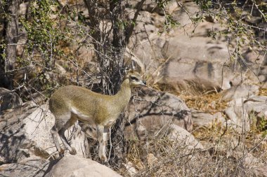 Güney Afrika Kruger Ulusal Parkı 'nda İmpala Antilopları