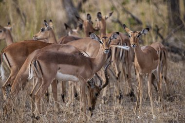 Güney Afrika Kruger Ulusal Parkı 'nda İmpala Antilopları