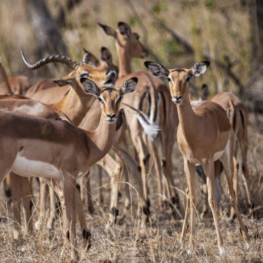 Güney Afrika Kruger Ulusal Parkı 'nda İmpala Antilopları