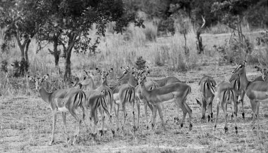 Güney Afrika Kruger Ulusal Parkı 'nda İmpala Antilopları