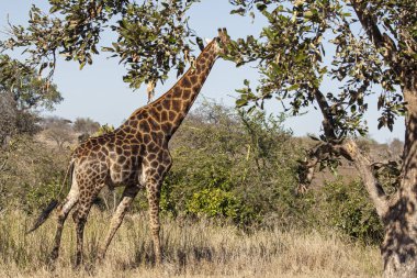 Güney Afrika 'daki Kruger Ulusal Parkı' nda zürafa. Dünyanın en büyük vahşi yaşam izleme merkezlerinden biri..