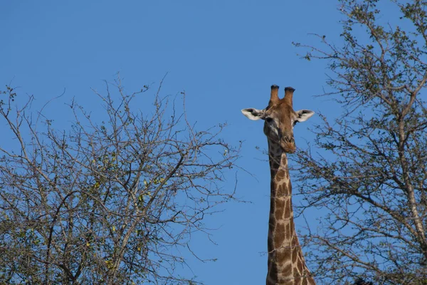 南非克鲁格国家公园的长颈鹿 世界上最大的野生动物观察目的地之一 — 图库照片