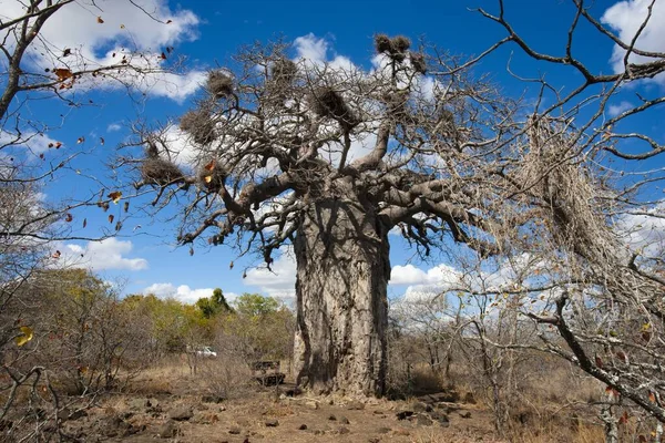 Velký Baobab Národním Parku Kruger Jižní Afrika — Stock fotografie