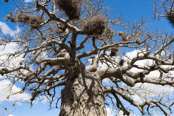 南アフリカのクルーガー国立公園にある大きなバオバブの木 — ストック写真