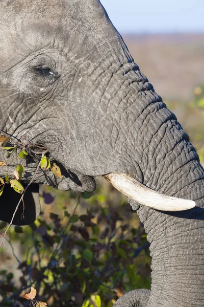 Afrikanischer Elefant Kruger Nationalpark Und Eines Der Größten Wildreservate Südafrikas — Stockfoto