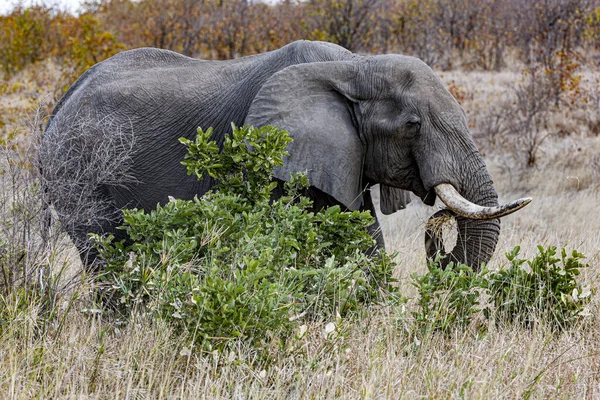 Éléphant Afrique Dans Parc National Kruger Une Des Grandes Réserves — Photo