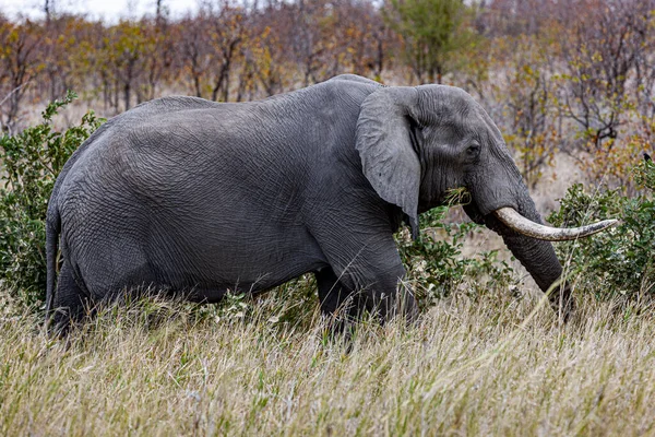 Elefante Africano Parque Nacional Kruger Uma Das Maiores Reservas Caça — Fotografia de Stock