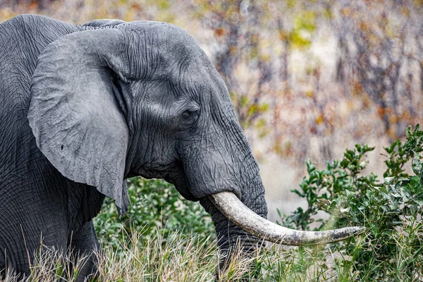 Elefante Africano Parque Nacional Kruger Uma Das Maiores Reservas Caça — Fotografia de Stock