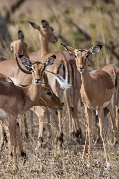 Impala Antelopes Národním Parku Kruger Jihoafrická Republika — Stock fotografie