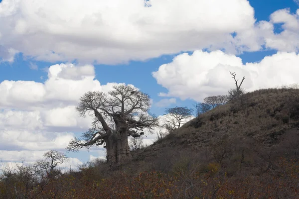 Großer Baobab Baum Krüger Nationalpark Südafrika — Stockfoto