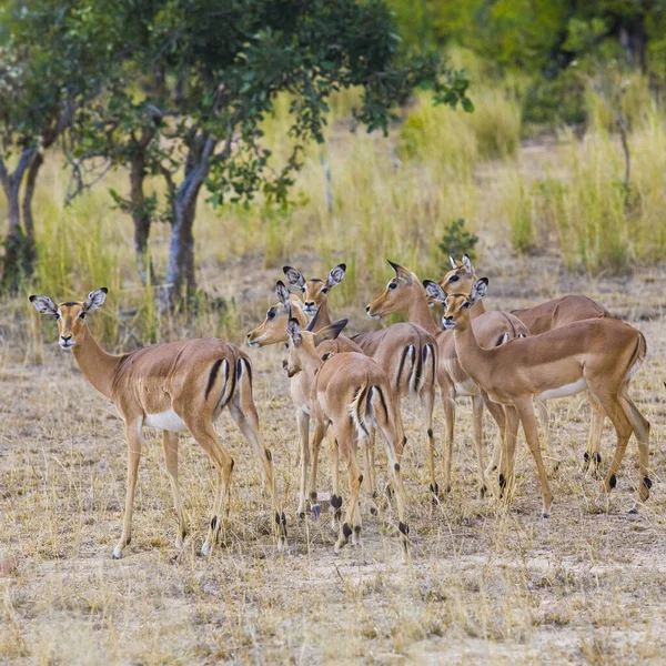 Güney Afrika Kruger Ulusal Parkı Nda Mpala Antilopları — Stok fotoğraf