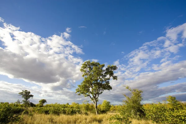 Красивый Пейзаж Деревом Голубым Небом — стоковое фото
