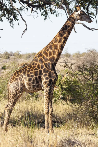 Żyrafa Parku Narodowym Kruger Rpa Jedno Największych Miejsc Świecie Gdzie — Zdjęcie stockowe