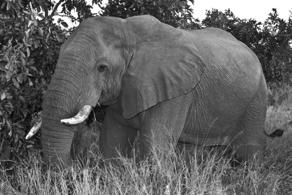 Αφρικανικός Ελέφαντας Στο Εθνικό Πάρκο Kruger Και Ένα Από Μεγαλύτερα — Φωτογραφία Αρχείου