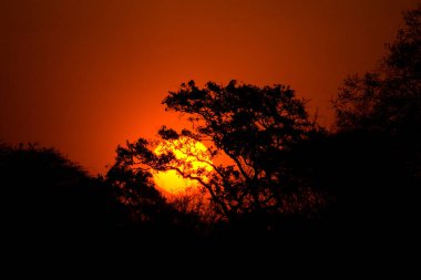 Ormanda güzel bir gün batımı