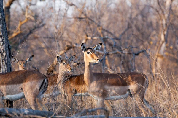 Impala Antelopes Het Kruger National Park Zuid Afrika — Stockfoto