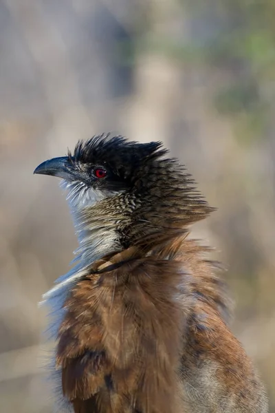 Чернохвостый Орёл Ветке — стоковое фото