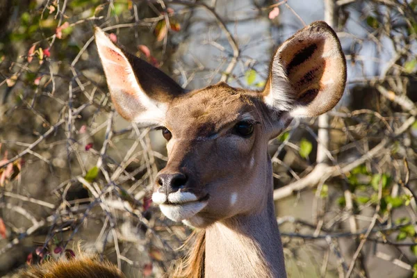 草原上一头漂亮的鹿的特写镜头 — 图库照片