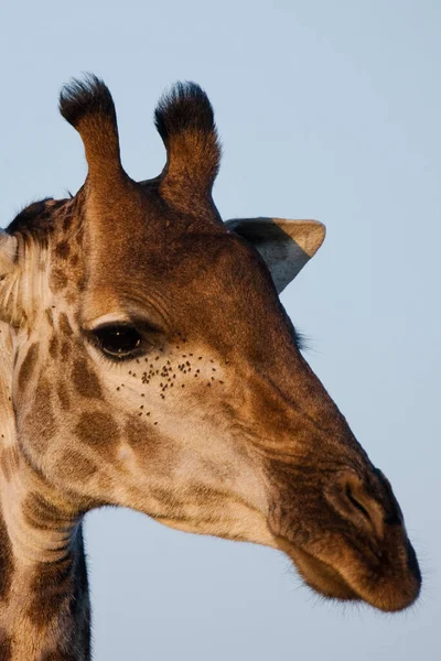 Jirafa Parque Nacional Kruger Sudáfrica Uno Los Destinos Observación Vida —  Fotos de Stock