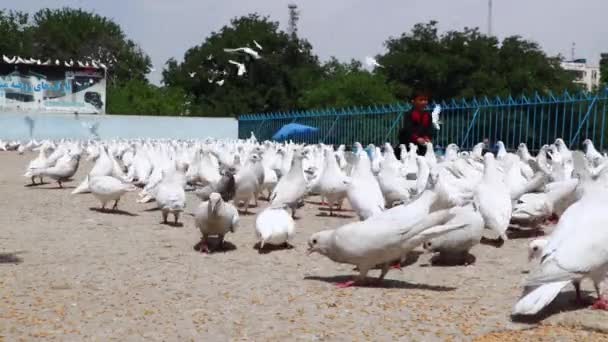 Unidentified Afghan Children Feeding Pigeons Blue Mosque Mazar Sharif North — Stock Video