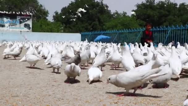 Crianças Afegãs Não Identificadas Alimentando Pombos Mesquita Azul Mazar Sharif — Vídeo de Stock