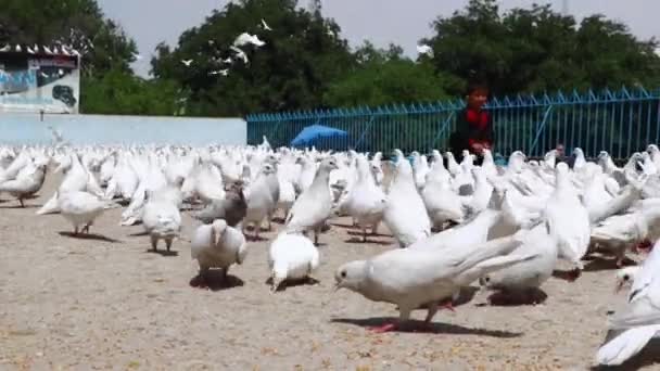 Niet Geïdentificeerde Afghaanse Kinderen Voeren Duiven Blauwe Moskee Mazar Sharif — Stockvideo