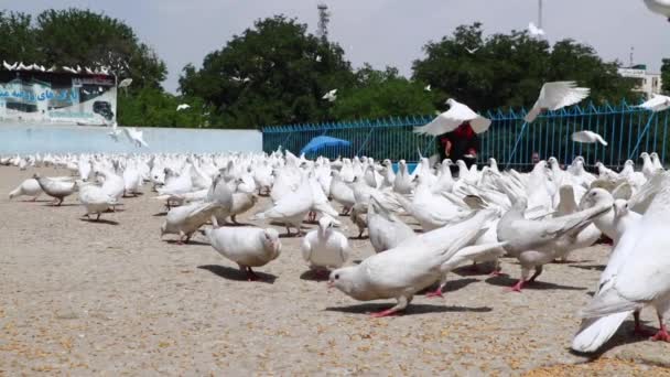 Niños Afganos Identificados Alimentando Palomas Mezquita Azul Mazar Sharif Norte — Vídeos de Stock