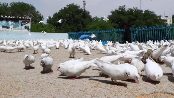 Niezidentyfikowane Afgańskie Dzieci Karmiące Gołębie Błękitnym Meczecie Mazar Sharif Północny — Wideo stockowe