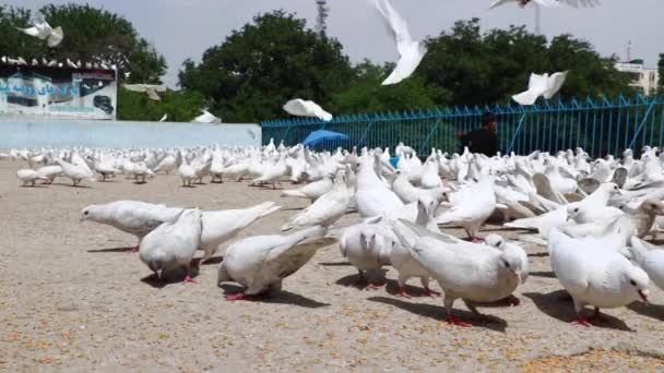 Niezidentyfikowane Afgańskie Dzieci Karmiące Gołębie Błękitnym Meczecie Mazar Sharif Północny — Wideo stockowe