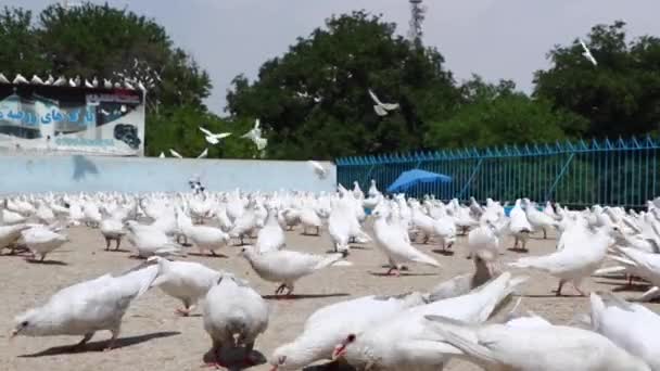 Oidentifierade Afghanska Barn Som Matar Duvor Blå Moskén Mazar Sharif — Stockvideo