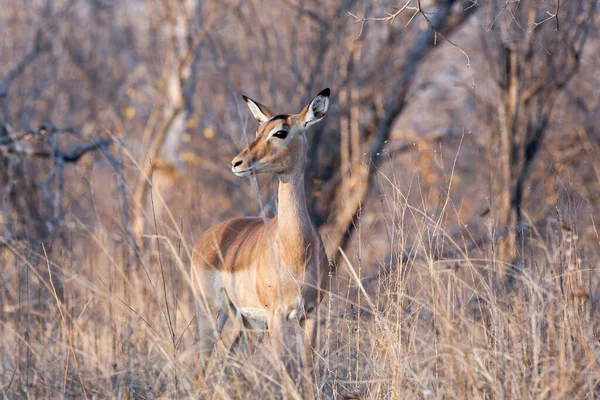 Botswana Daki Kruger Ulusal Parkı Nda Beyaz Kuyruklu Geyik Geyiği — Stok fotoğraf