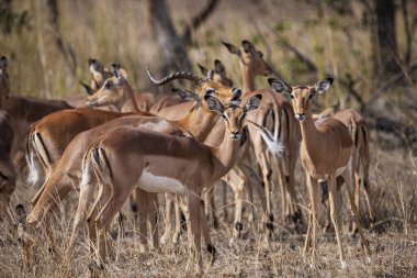 Kruger Ulusal Parkı, Güney Afrika 'da antilop sürüsü