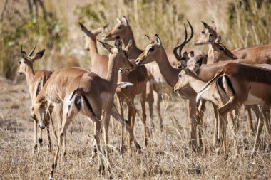 Kruger Ulusal Parkı, Güney Afrika 'da antilop sürüsü