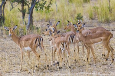 Kruger Ulusal Parkı, Güney Afrika 'da antilop sürüsü
