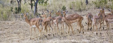 Kruger Ulusal Parkı, Güney Afrika 'da antilop sürüsü