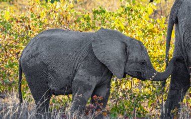 Afrika fili Kruger Ulusal Parkı, Güney Afrika 'da doğal yaşam alanında.