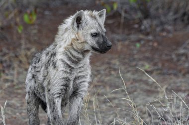 Kruger Ulusal Parkı, Güney Afrika 'da sırtlan görüldü.