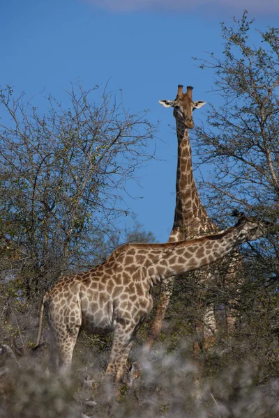 Żyrafy Parku Narodowym Kruger Rpa Jedno Największych Miejsc Świecie Gdzie — Zdjęcie stockowe