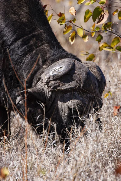 Close Rinoceronte Preto Branco — Fotografia de Stock