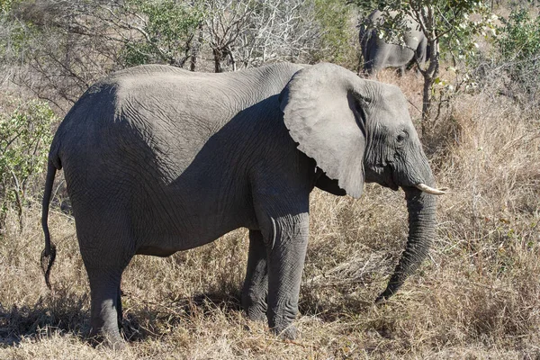 Éléphant Afrique Dans Parc National Kruger Afrique Sud — Photo