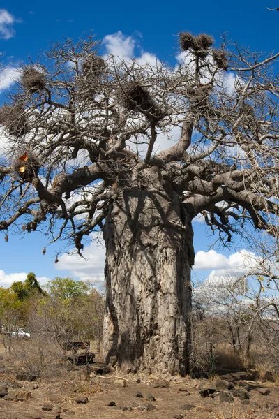 Naturen Kruger Nationalpark Nordöstra Sydafrika — Stockfoto