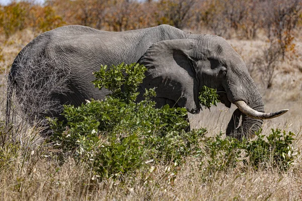 Éléphant Afrique Dans Son Habitat Naturel Dans Parc National Kruger — Photo